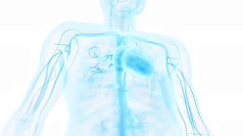 Le cœur humain bat rythmiquement dans une animation médicale bleue