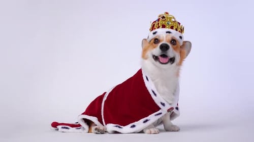 Corgi Dog Wearing a Royal Crown and Robe