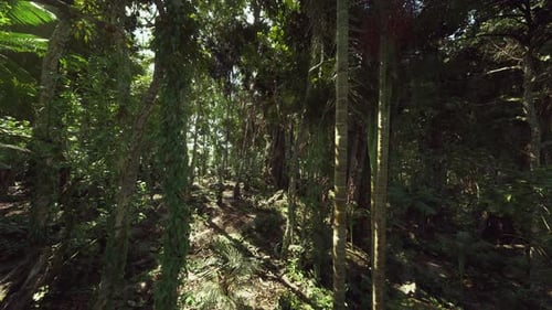 Flying Through Lush Tropical Forest with Sunlight