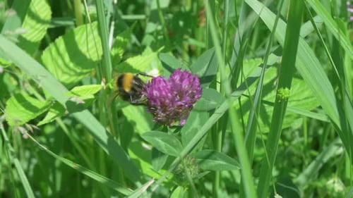 Close Up Of A Bumblebee Drinking Nectar From A Clover Flower In A Meadow