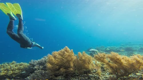A professional freediver in a full body swims gracefully above a vibrant coral reef.