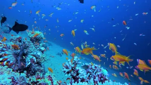 Coral and fish, Tropical Sea Life 4K