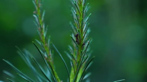 Makroaufnahme einer wilden Ameise, die auf einen grünen Tannenzweig im Wald klettert