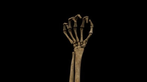 3D Human Skeleton Hand Uncurling Animation