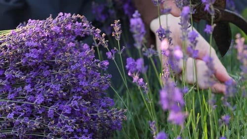 Person Harvesting Vibrant Lavender with Gardening Shears