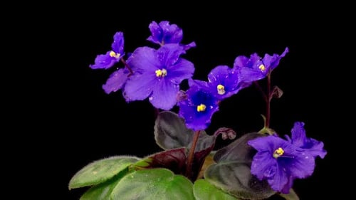 Time Lapse of Growing and Opening Purple Saintpaulia African Violet