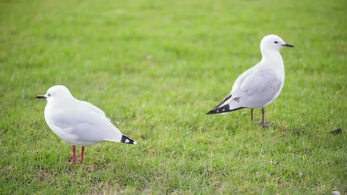 two birds on the grass