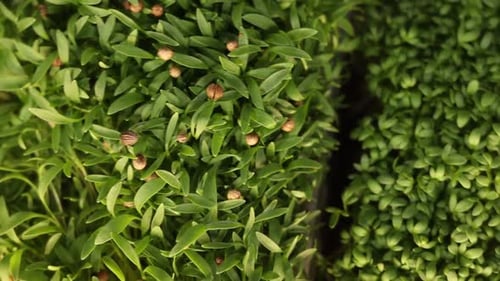 les micropousses poussent dans un pot dans la cuisine