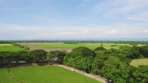 Rice fields in South America. The green nature video.