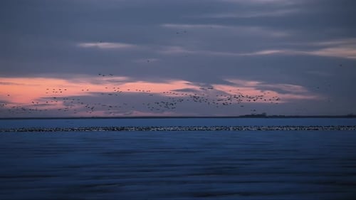 Birds flying over the frozen lake at sunset