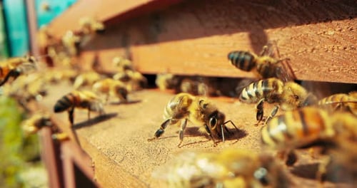 Slow Motiong Bees Colony Busy Insects Working with Honey Collecting Pollen Making Honey