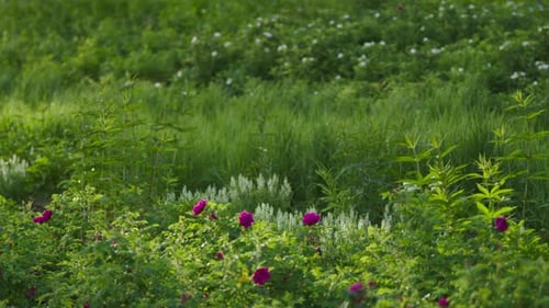 Beautiful Green grassStock footageFlowerbeds with Pink and White Blooming Flowers