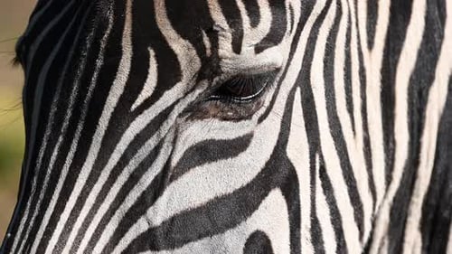 close-up, head of a zebra, clear black lines and dark eyes, mammal from africa