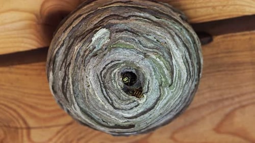 Nahaufnahme von Wespen und Wespennest