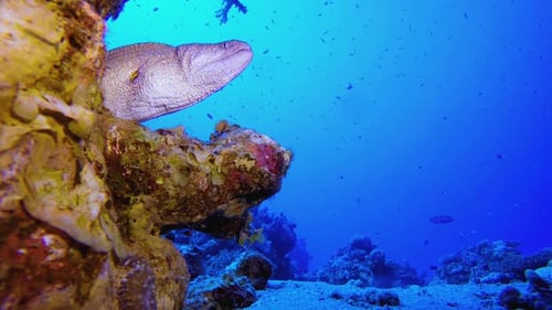 Reef Moray Coral Blue Sea