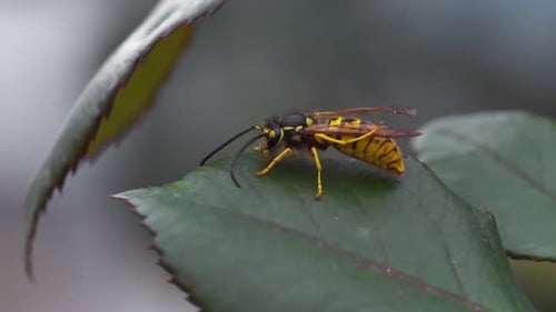 Queen Bee on Leaf