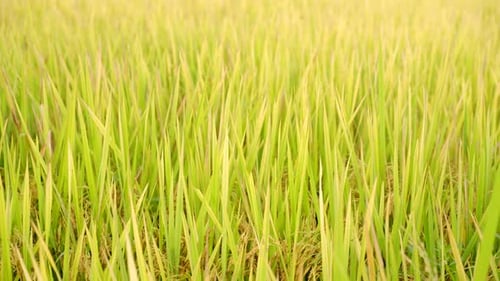 Yellow Paddy
