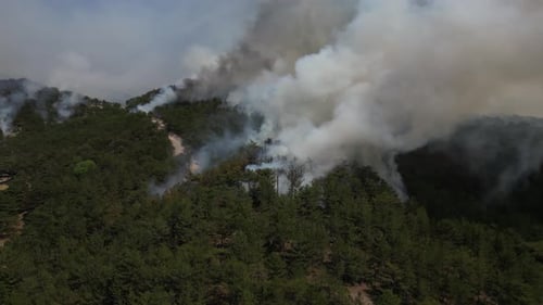 Uhd Forest Fire Consuming Dry Trees