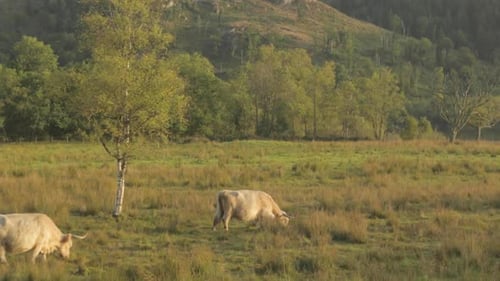 Highland Cows Grazing in a Green Rural Pasture