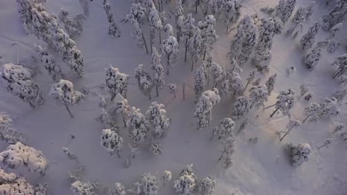 Drone tilting over snowy forest toward endless wilderness, sunrise in Lapland