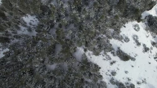 Forest with coniferous trees covered by snow in winter, white mountain landscape, top down view