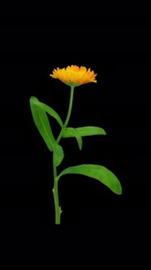 Zeitraffer der sich öffnenden Ringelblumenblüte, vertikale Ausrichtung