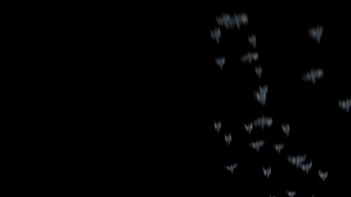 Animated Bat Swarm Flying Loop