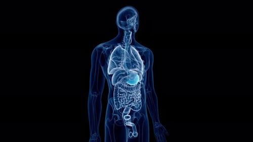 Human stomach highlighted in a medical 3d anatomy video clip
