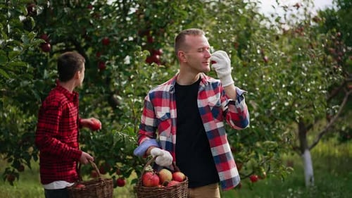 Father and Son Picking Apples in Orchard