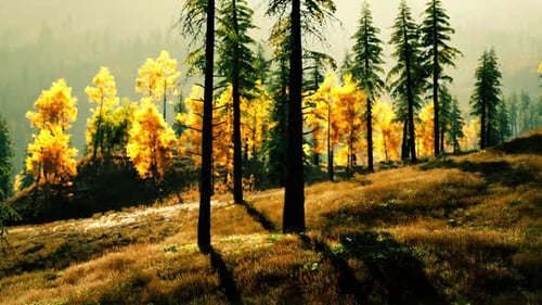 Vibrant Autumn Foliage in a Serene Forest Setting During Golden Hour