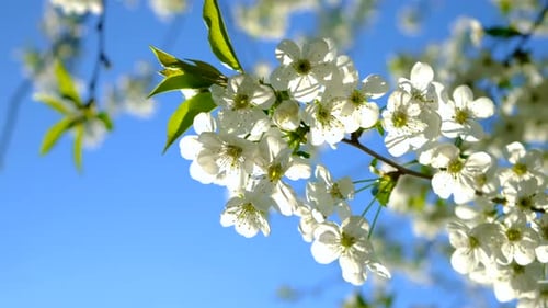 Blooming Spring Trees Against the Sky