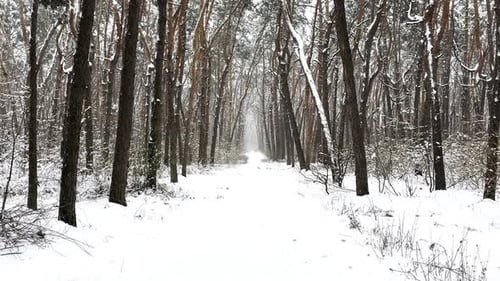 Camera Moving Along Path Among Winter Piny Forest View of Walking Along Trail Through Snowy Woodland