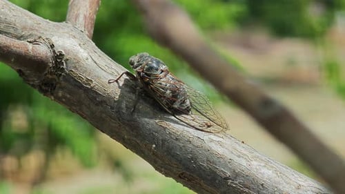 Cicada Sitting on a Tree Branch