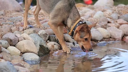 Durstiger Hund trinkt aus dem Pool im Hinterhof