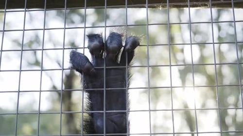 Closeup on monkey paw fingers grabbing hold of metal fence cage before leaving shot quickly