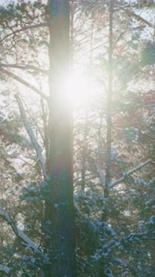 Sunlight Filtering Through Trees in a Winter Forest