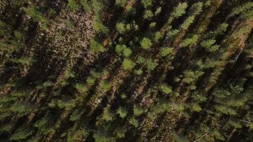Aerial forest landscape with evergreen pine trees, top down view