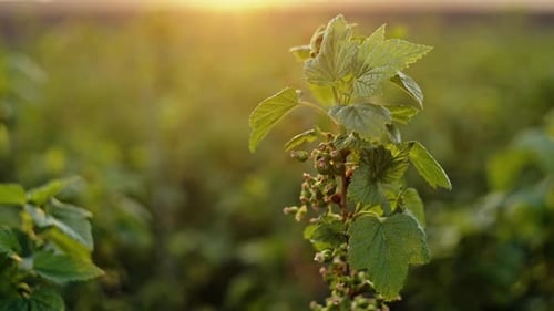 Closeup of Growing Branch of Blackcurrant Bush with Green Vegetation and Unripe Berries in Back Lit