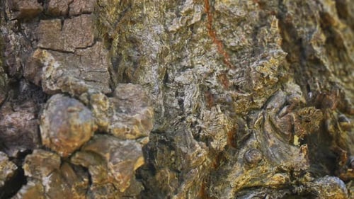 Close-Up Footage of Tree Bark Texture