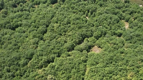 Aerial Forest Background