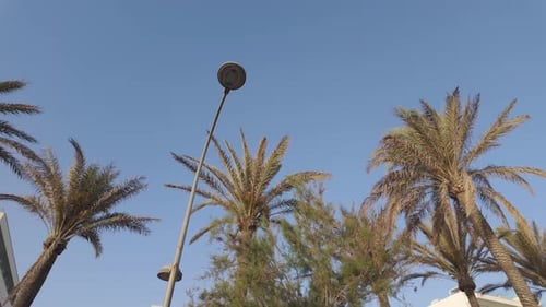 Palm tree, clear blue sky, exotic flowering plant, The Arecaceae in Spain