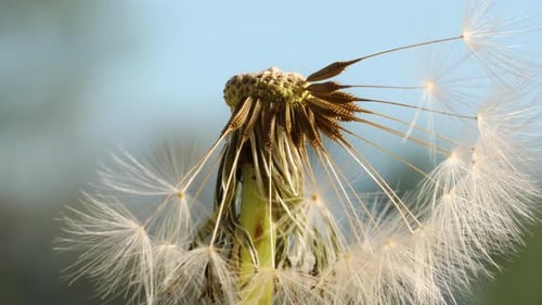 Makroaufnahme einer rotierenden Pusteblume