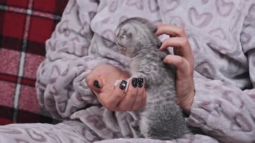 Joli chaton aux oreilles pliées dans les mains d'une femme en gros plan