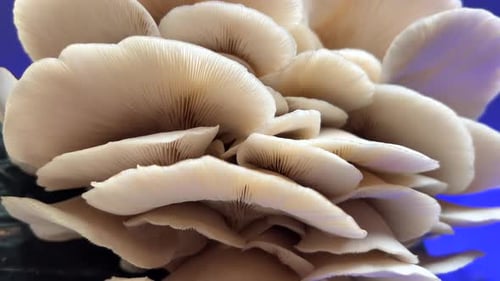 Increíble pleurotus ostreatus de cosecha propia, el hongo ostra, el hiratake y la ostra perlada