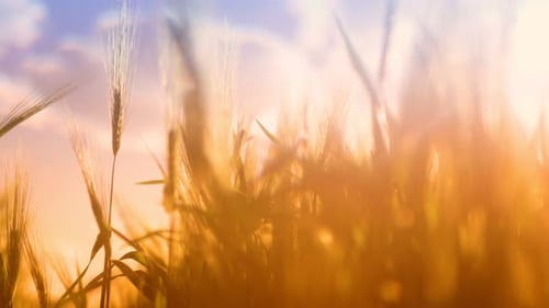 Wheat Field Swaying in the Golden Morning Light