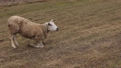Wide Field Sheep Meadow Sheep Country