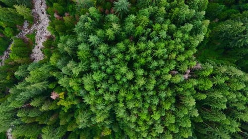 Top Down View of the Coniferous Forest Camera Descends