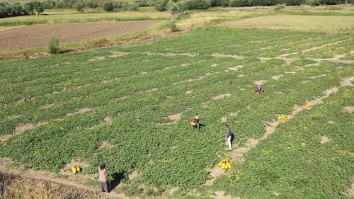 Aerial View Of Workers Working In Melon Field