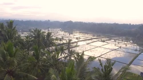 Balinese Rice Field Reflection
