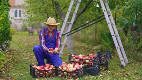 Fresh fruits in drawers in autumn time. Farmer sorting ripe apples in the garden.